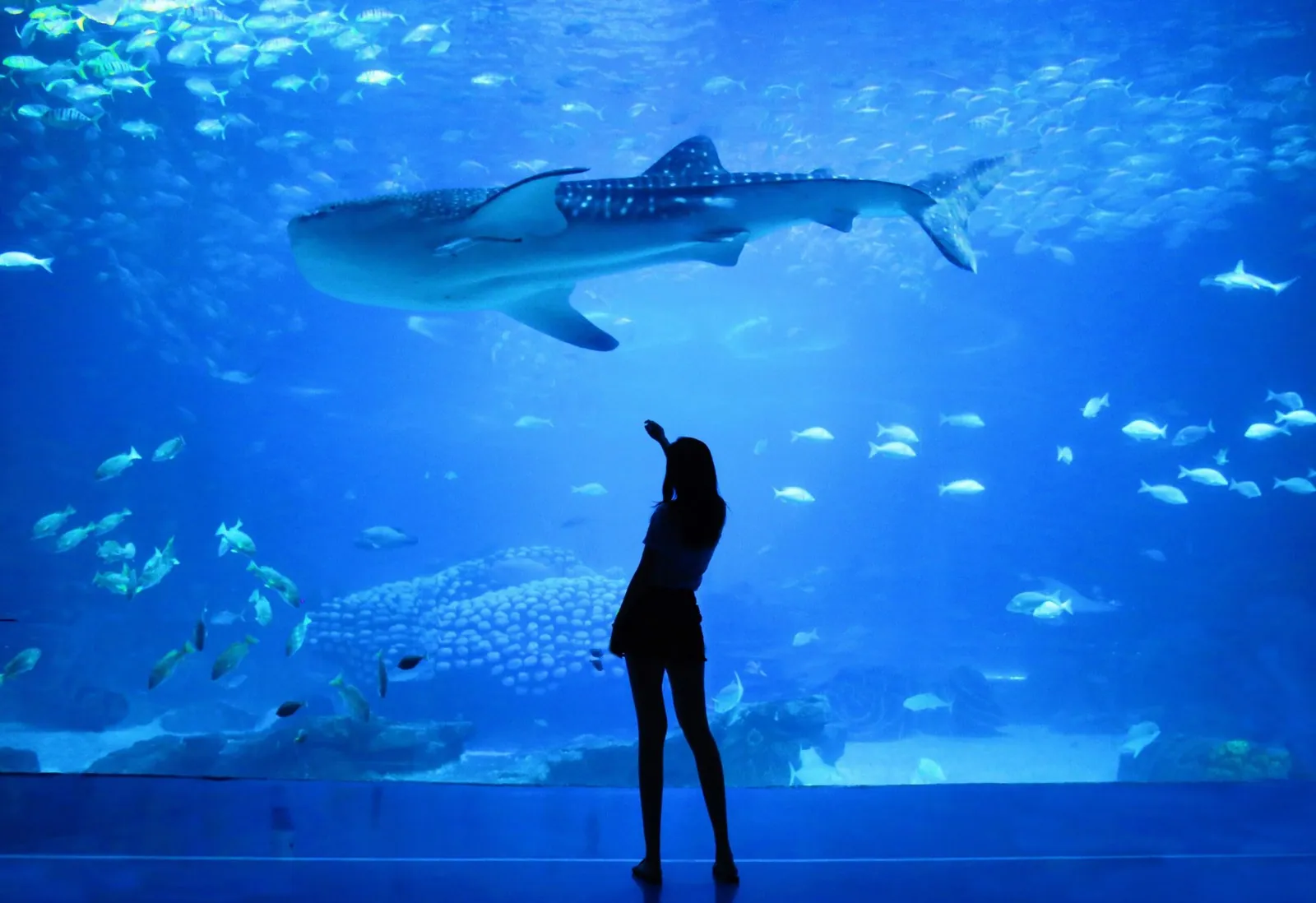 Die besten Aquarien für Anfänger in Bielefeld