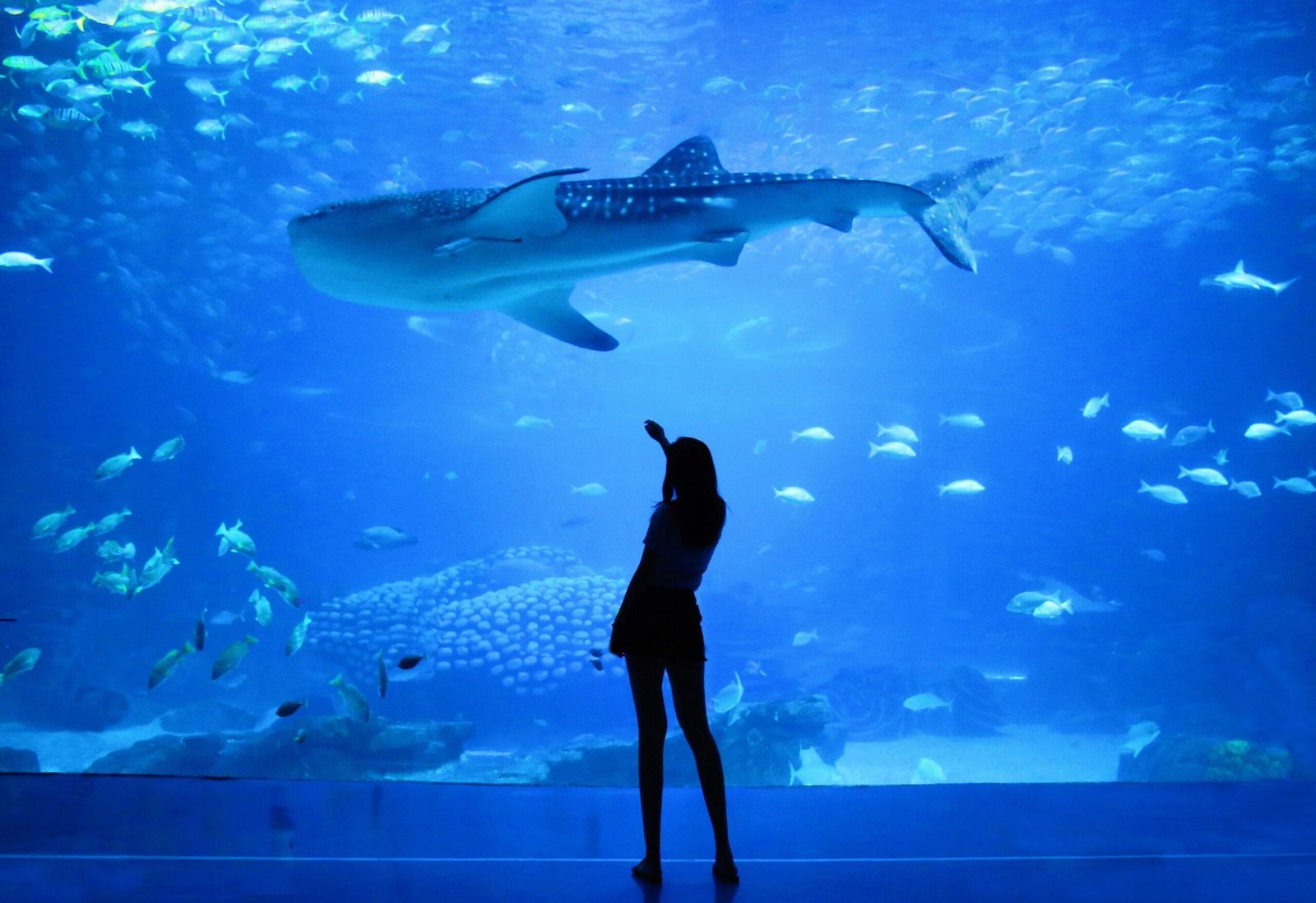Die besten Aquarien für Anfänger in Bielefeld