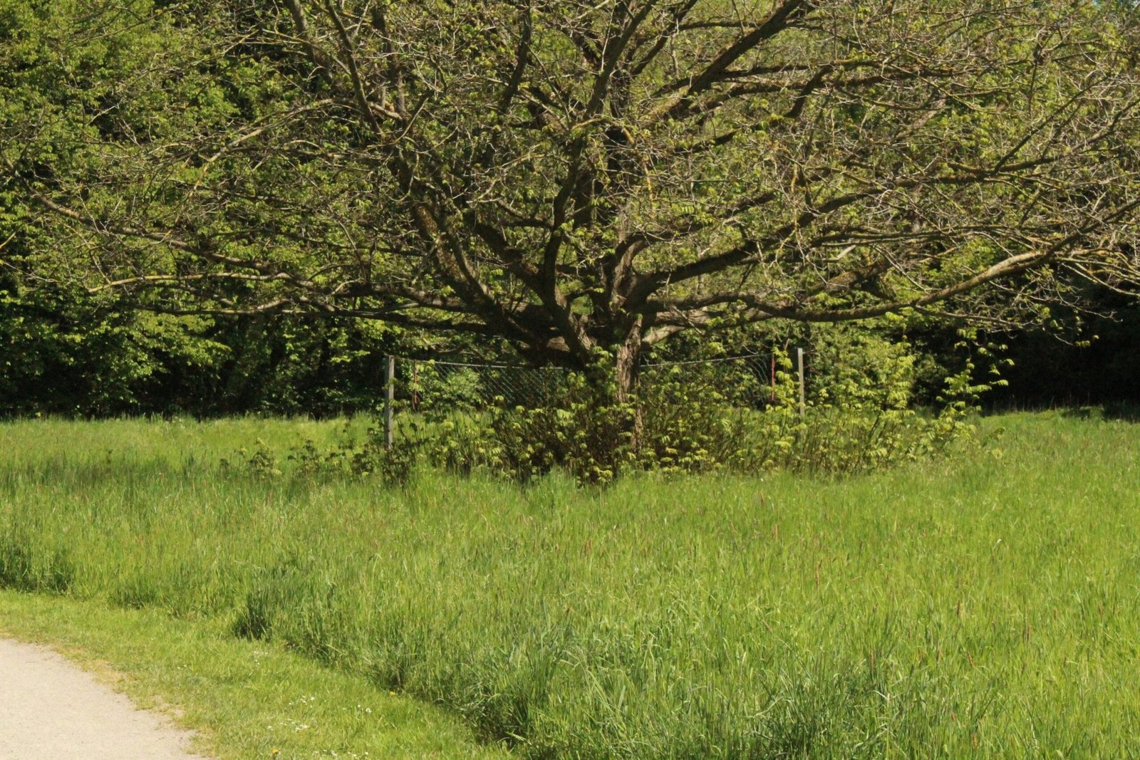 Schritt-für-Schritt-Anleitung: Gartenteich anlegen in Bielefeld