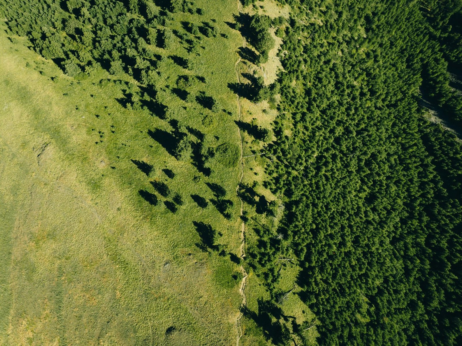 Verringerung des Carbon Footprints in Bielefeld: Maßnahmen und Auswirkungen